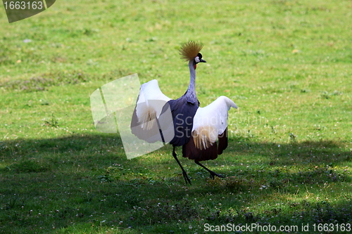 Image of crowned crane