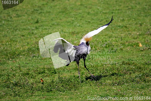Image of crowned crane