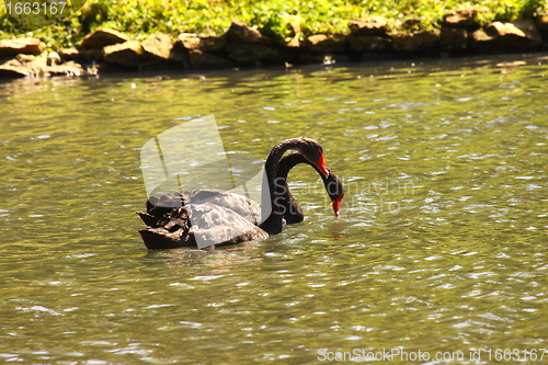Image of Black swan, anatidae