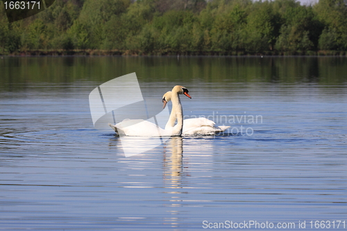 Image of Mating swans