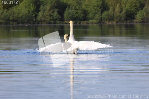 Image of Mating swans