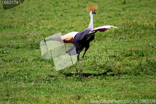 Image of crowned crane