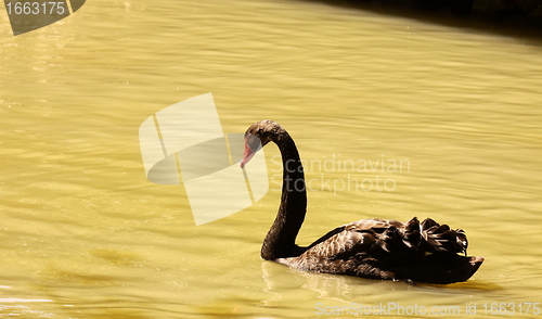 Image of Black swan, anatidae