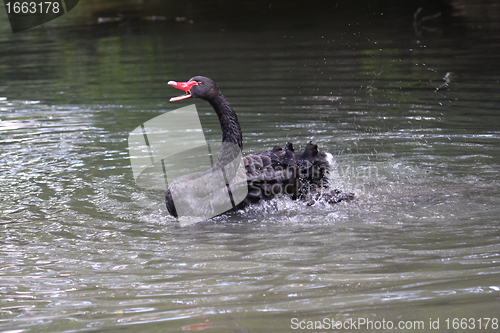 Image of Black swan, anatidae