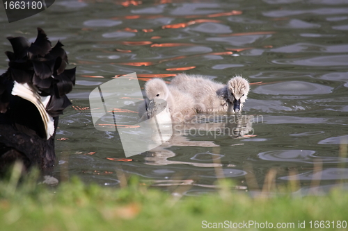 Image of Young black swan, cygnets anatidae