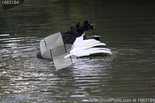 Image of Black swan, anatidae