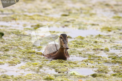 Image of Young mallard female, duck cane