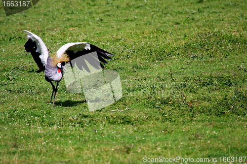 Image of crowned crane