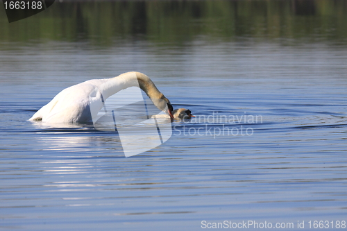 Image of Mating swans