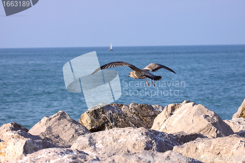 Image of Young Gull, seagull