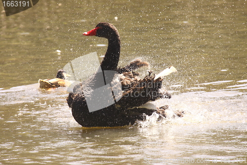 Image of Black swan, anatidae