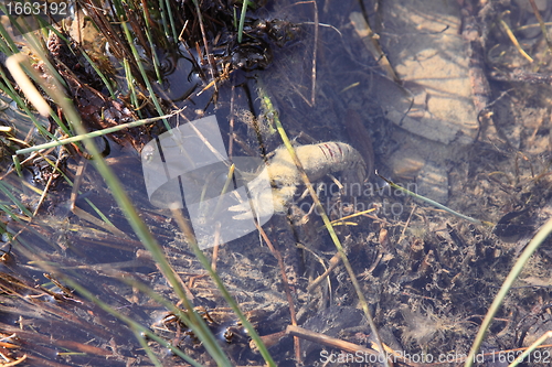 Image of crayfish in its natural environment, in water