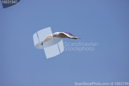 Image of Gull, seagull