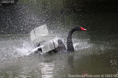 Image of Black swan, anatidae