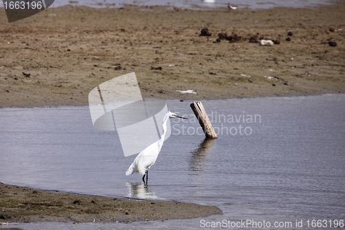 Image of Little Egret, Aigrette Garzette