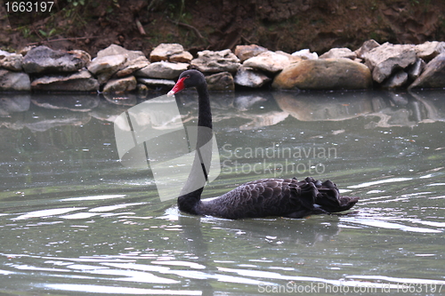 Image of Black swan, anatidae