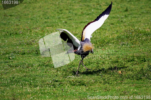 Image of crowned crane