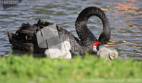 Image of Young black swan, cygnets anatidae