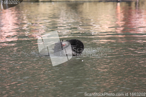 Image of Black swan, anatidae