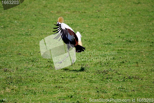 Image of crowned crane