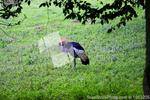 Image of crowned crane