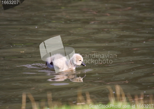 Image of Young black swan, cygnets anatidae