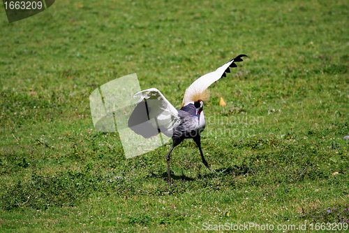 Image of crowned crane