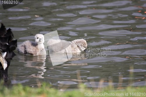 Image of Young black swan, cygnets anatidae