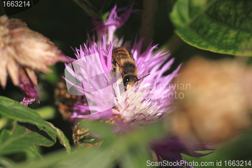 Image of Bee, Apoidea, Abeille