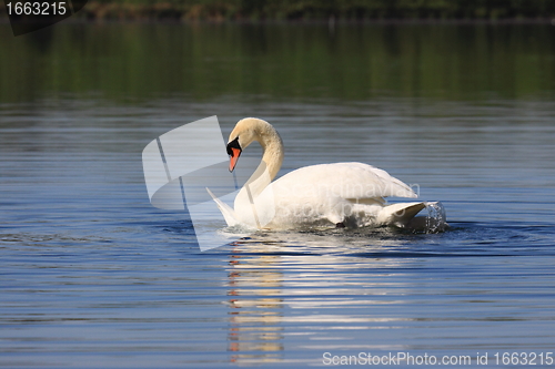 Image of Mating swans