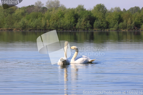 Image of Mating swans