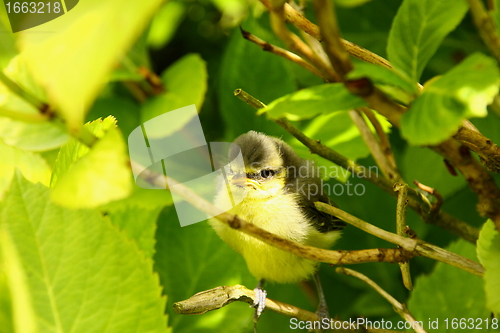 Image of Baby blue tit, chick