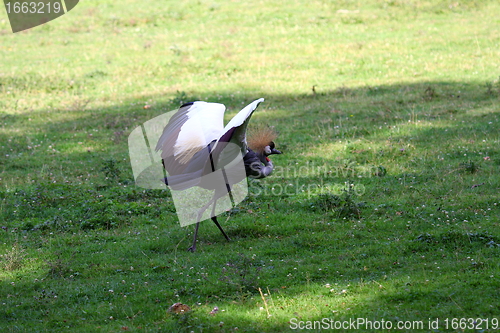 Image of crowned crane