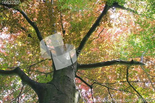 Image of copper beech, tree-top