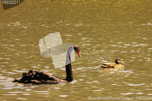 Image of Black swan, anatidae