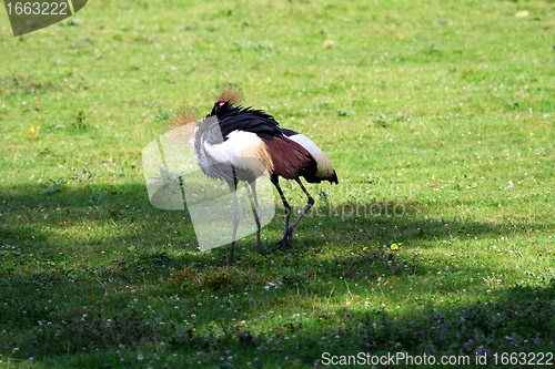 Image of crowned crane