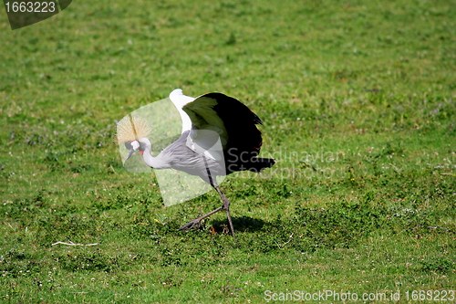 Image of crowned crane