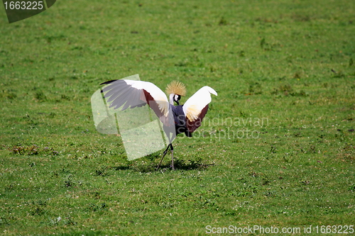 Image of crowned crane