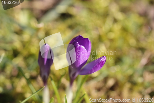 Image of Crocus srping flower