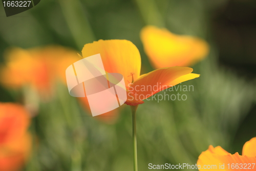 Image of Eschscholtzia of California, california poppy
