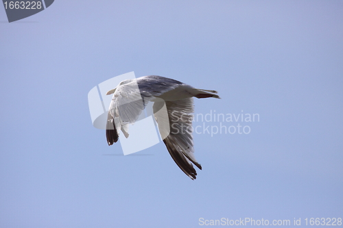 Image of Gull, seagull