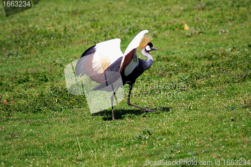 Image of crowned crane