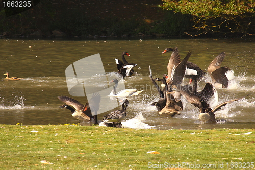 Image of Black swan, anatidae