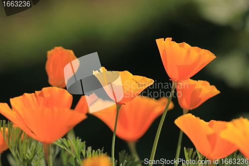 Image of Eschscholtzia of California, california poppy