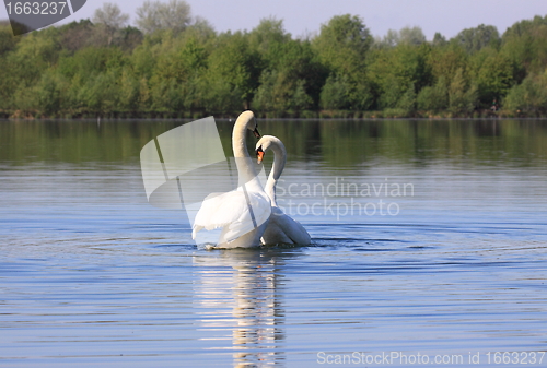 Image of Mating swans