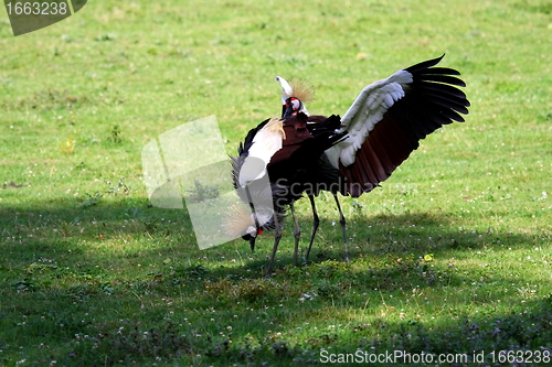 Image of crowned crane
