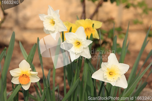 Image of daffodil,  narcissus, jonquille, narcisse