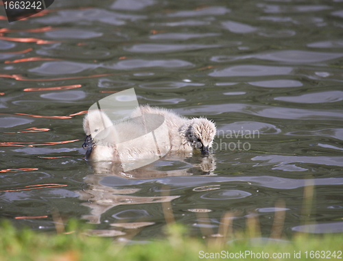 Image of Young black swan, cygnets anatidae