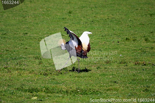 Image of crowned crane