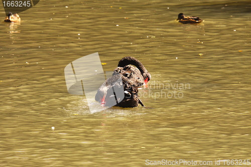Image of Black swan, anatidae